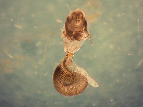 Réf. 327 658 : Eupithecia vulgata